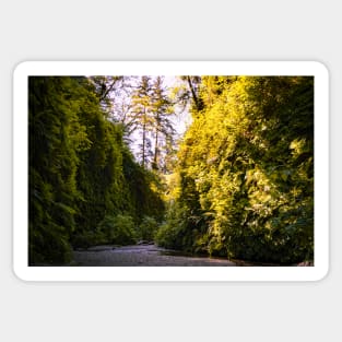 View of Fern Canyon Sticker